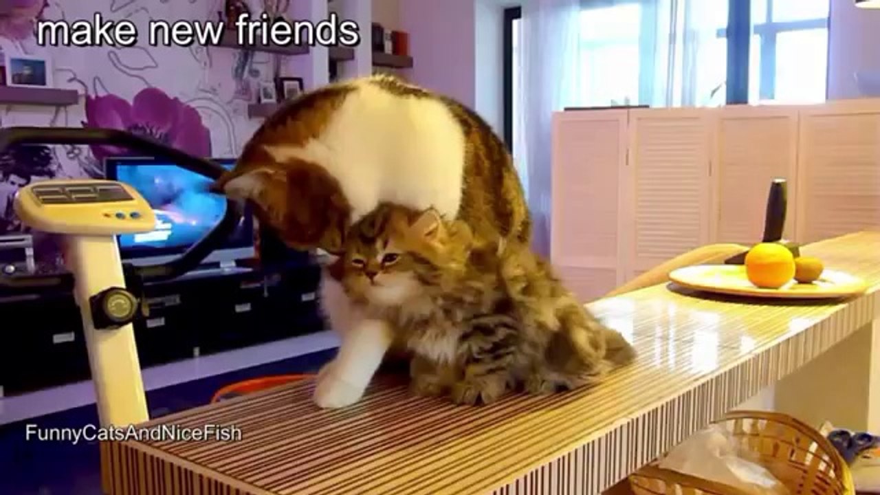 Funny Cats and Cute Kittens Fuuny Clips