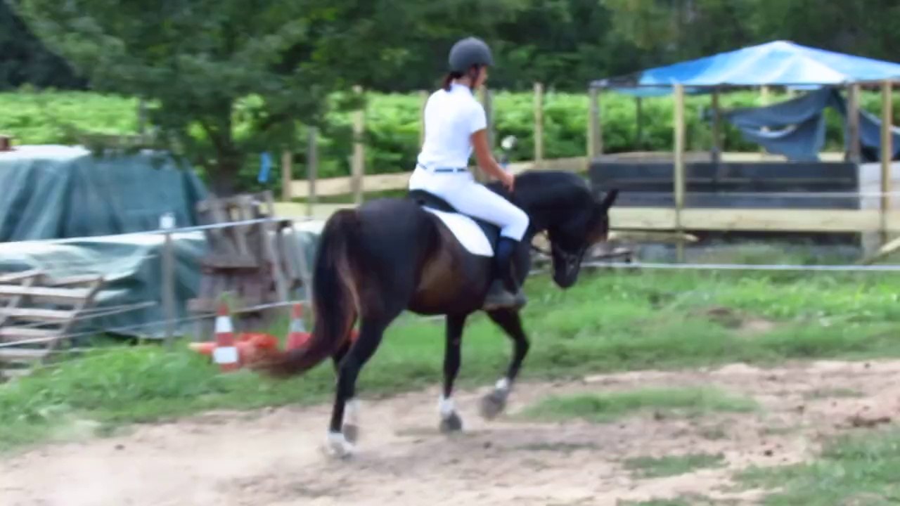 CW RIH BLACK ARABIAN STALLION at work