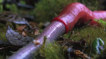 Leech aspirating worm like a spaghetti! Horrible...