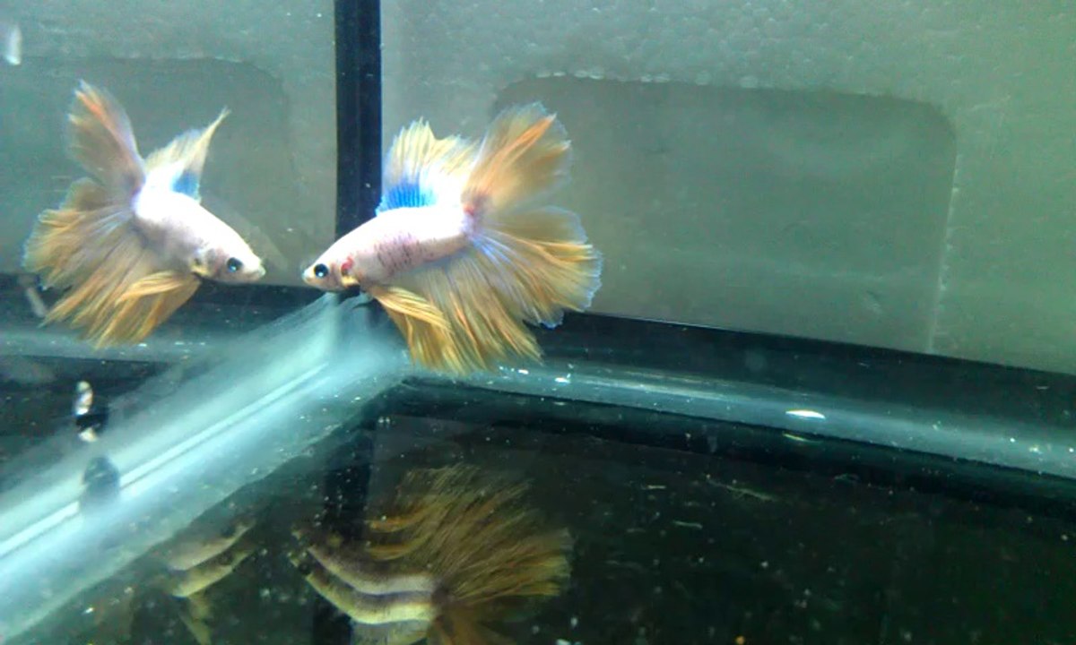 betta 7