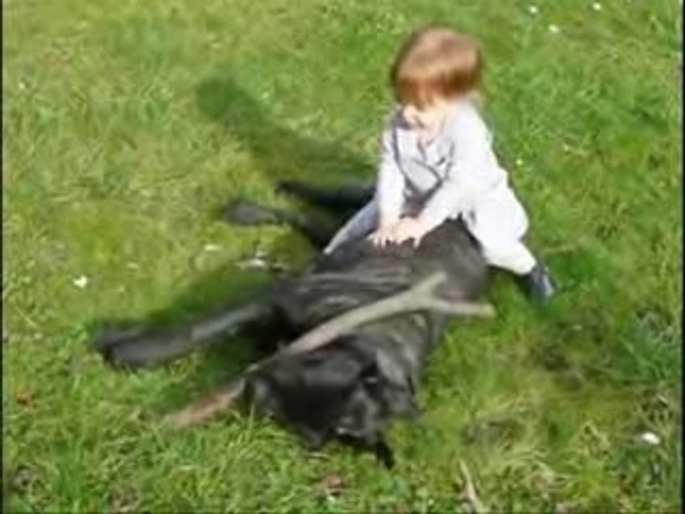 Cane corso et enfant