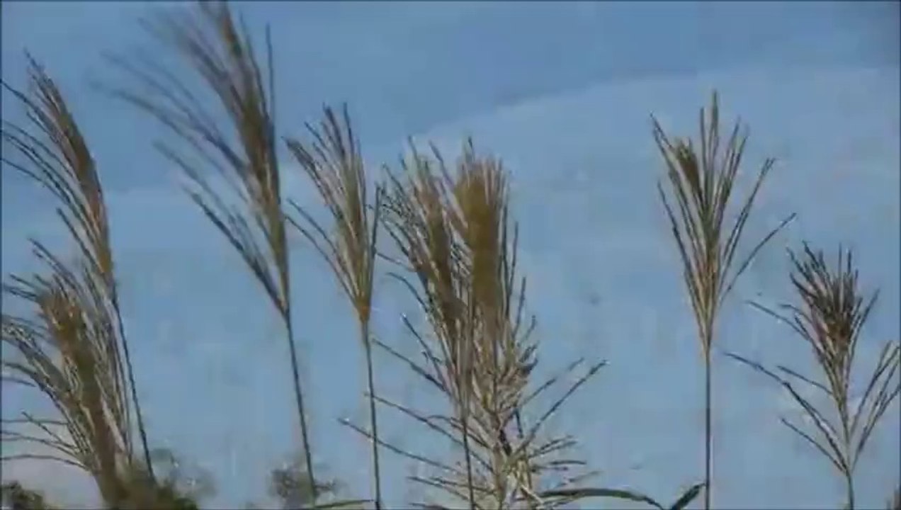 癒しの秋メロディー