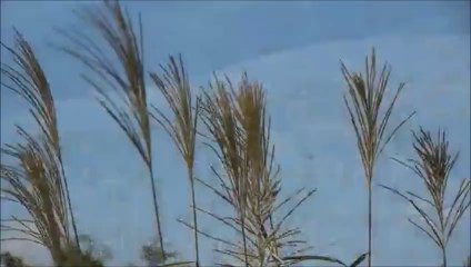 癒しの秋メロディー