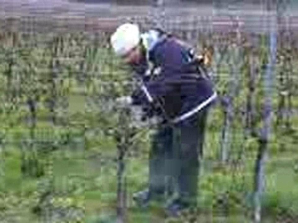 Taille d'un pied de vigne