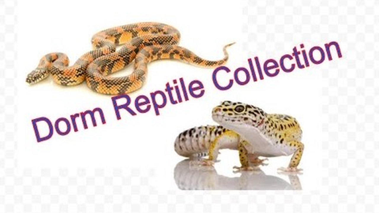 Dorm Reptile Collection