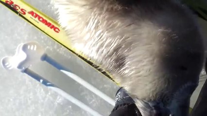 Cría De Foca Perdida Se Enamora De Un Esquiador