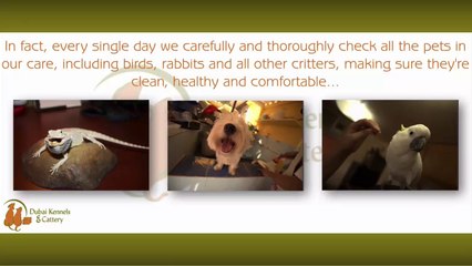 Full Grooming Session - Giving Your Pet Extra Care