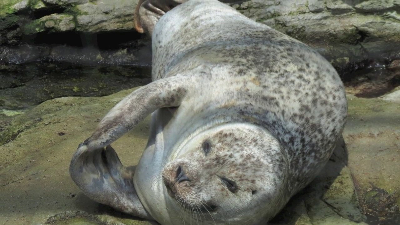 Aquarium de Gênes  2014