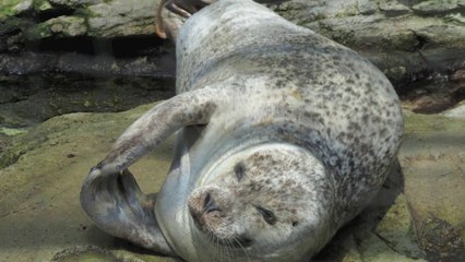 Aquarium de Gênes  2014