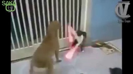 Köpeklere Işın Kılıcı Sallayan Kedi