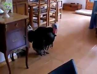 Müzik Eşliğinde Dans Eden Hindi