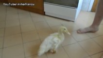 Un joli petit canard