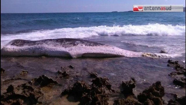TG 30.09.14 Carcassa di capodoglio sulla spiaggia di Polignano