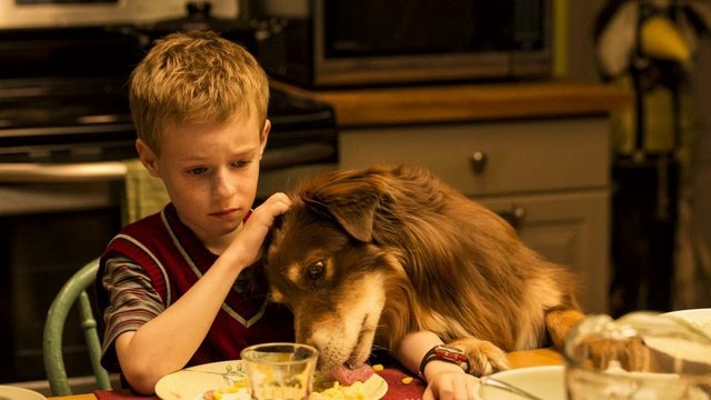 Невероятное путешествие мистера Спивета (2014) смотреть полная версия смотреть онлайн HD