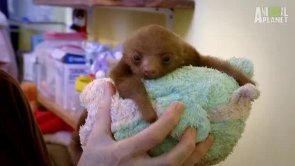 Baby Sloths Get Swaddled _ Too Cute
