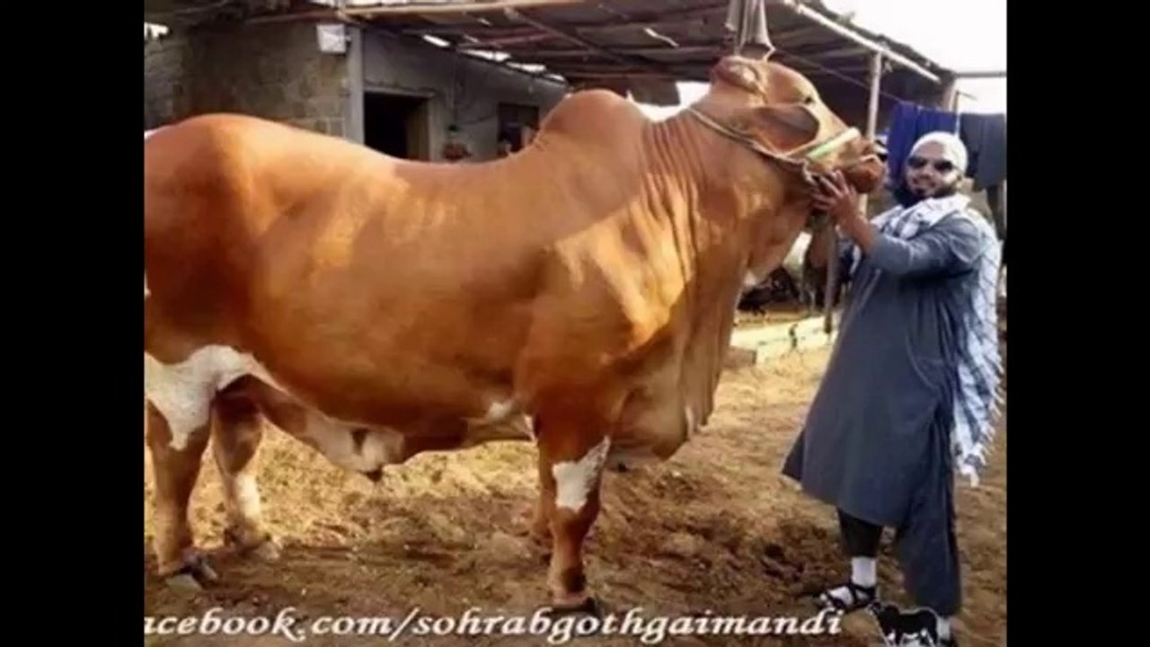 Dilpasand Cow Mnadi 2014 PakAffair.com