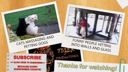 Cats and dogs meeting babies for the first time - Cute animal compilation