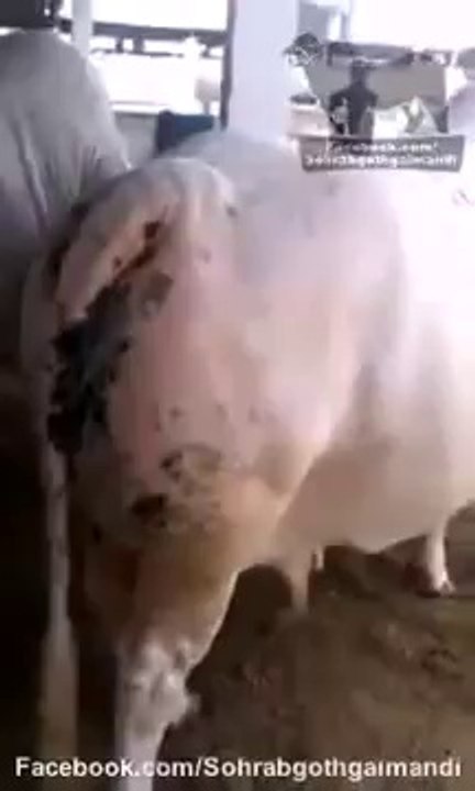 Sohrab Goth Cow Mandi 2014 Videos Gai Mandi Karachi Pakistan PakAffair.com