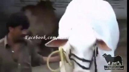 Sohrab Goth Gai Maweshi Mandi Must Watch Amazing Video 2014 By PakAffair.com