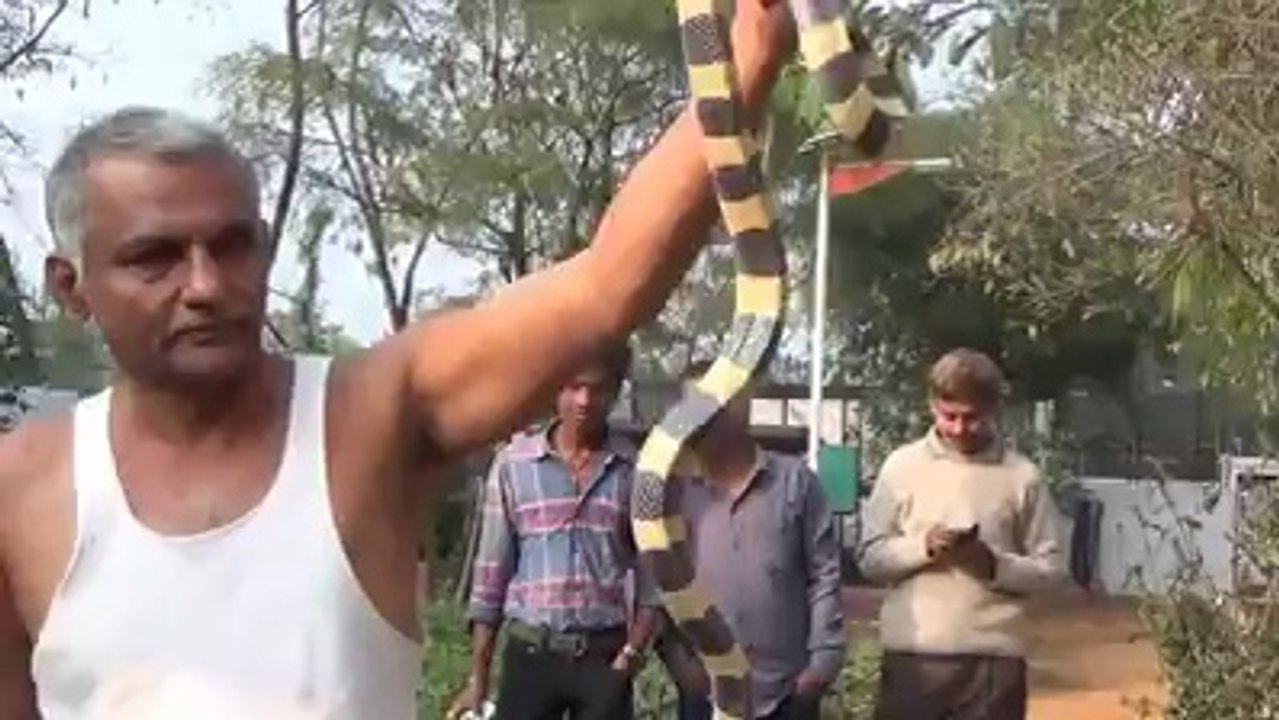 Tiger Lover Real Hero