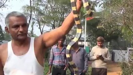 Tiger Lover Real Hero