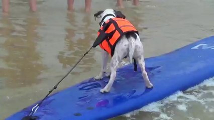 1ere compétition de surf canin en France