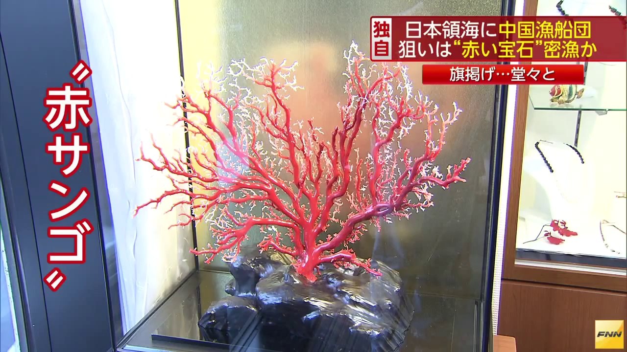 小笠原諸島に赤い旗掲げた大量の漁船団 サンゴ密漁か(140926) (HD)