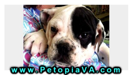 Dogs For Sale Martinsville VA | Petopia | 866.738.7972