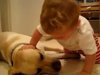 Funny videos of babies - funny pranks - funny animals - Video Dailymotion