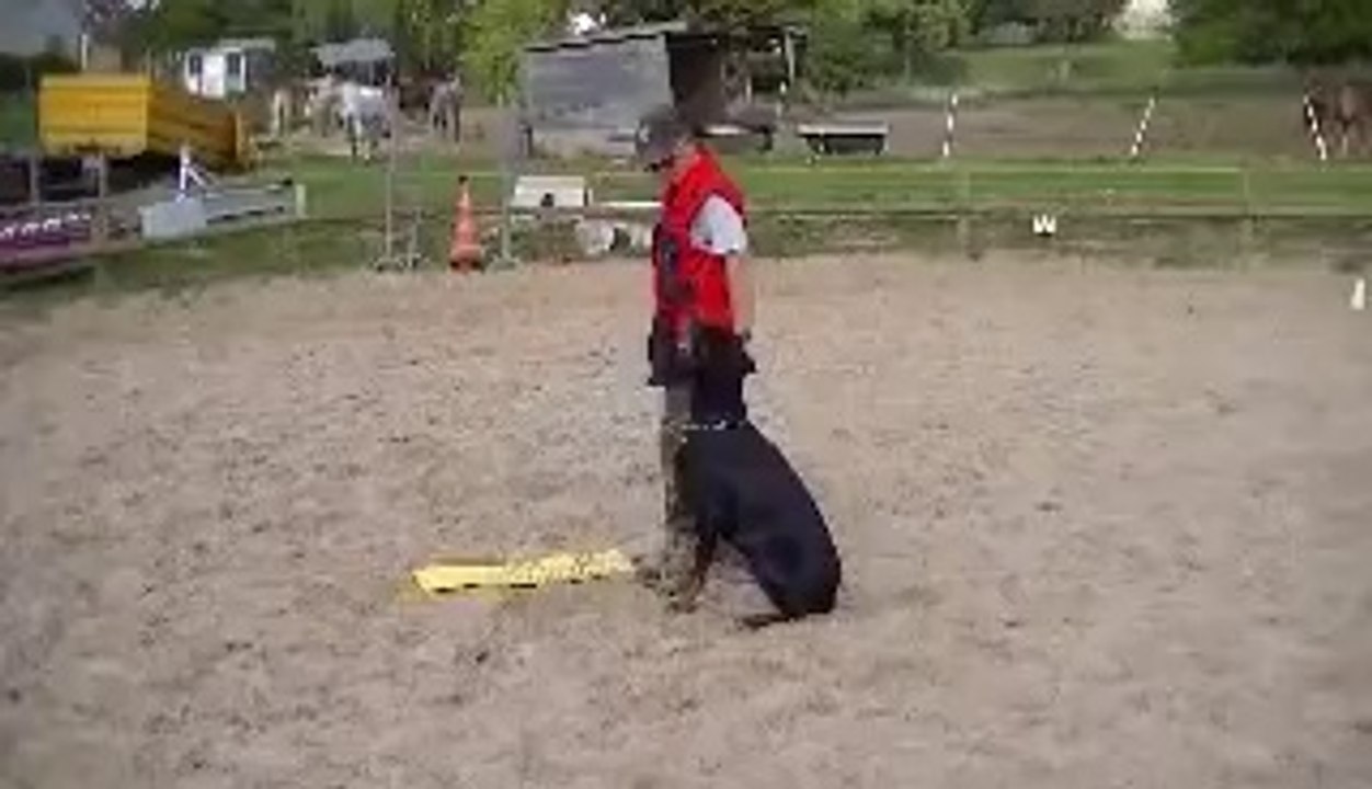 Daicko du Bois de Liers obé 1 entrainement