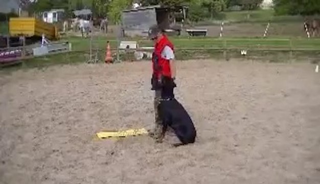Daicko du Bois de Liers obé 1 entrainement