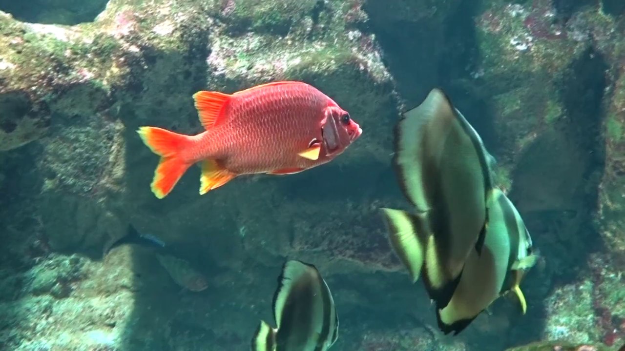 aquarium