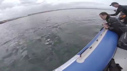 Shark Attacks  Boat