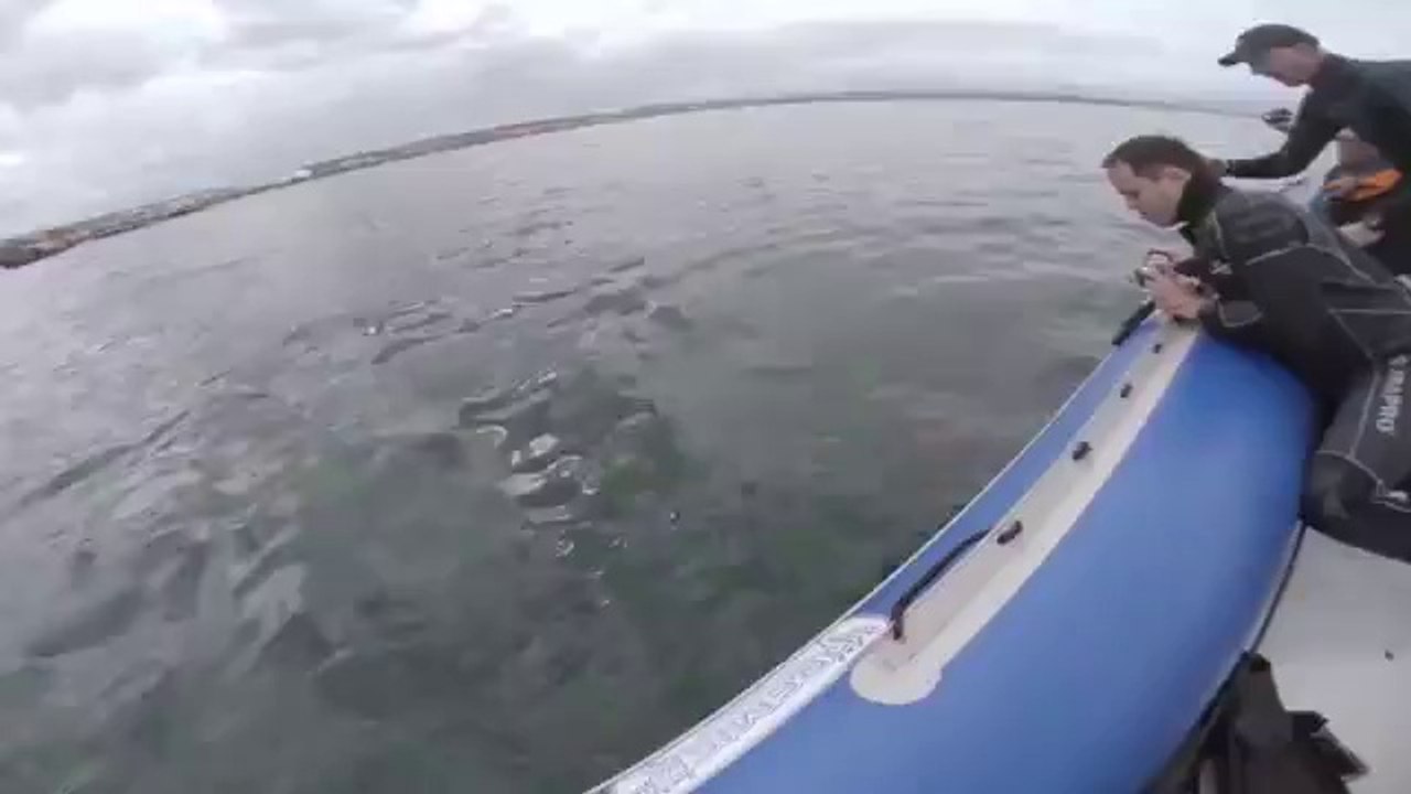 Shark Attacks  Boat