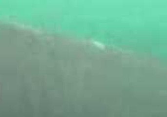 Download Video: Close-Up View of Basking Shark Off Irish Coast