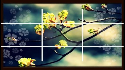 Người Tình Gìa Trên Đầu Non (Phạm Duy) - Duy Quang (HD)