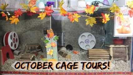 Hamster cage tours | October 2014