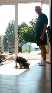 VIDÉO. Ce chien attend qu'on lui ouvre une porte invisible pour rentrer chez lui