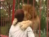 Kafesin içindeki Erkek Aslanın Yanına gelen kadına yaptığı sevgi gösterisi