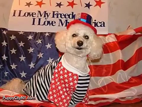 American Dogs Ready For The 4th of July! Funny Pranks and Funny Animals Clips 2014