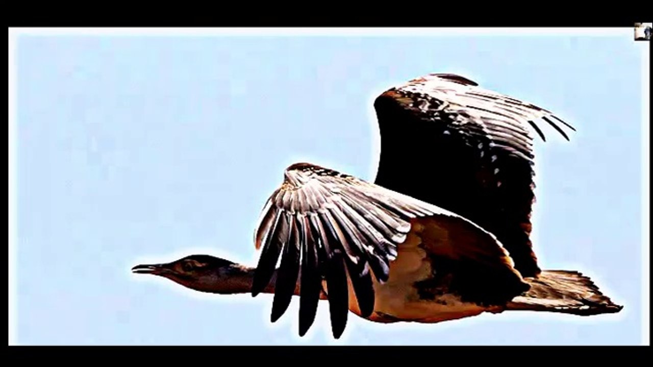 GREAT INDIAN BUSTARD  HIGHLY ENDANGERED RARE BIRD