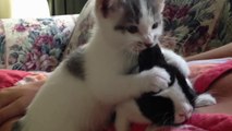 Cute Kitten cleaning baby Bunny (adorable funny video)