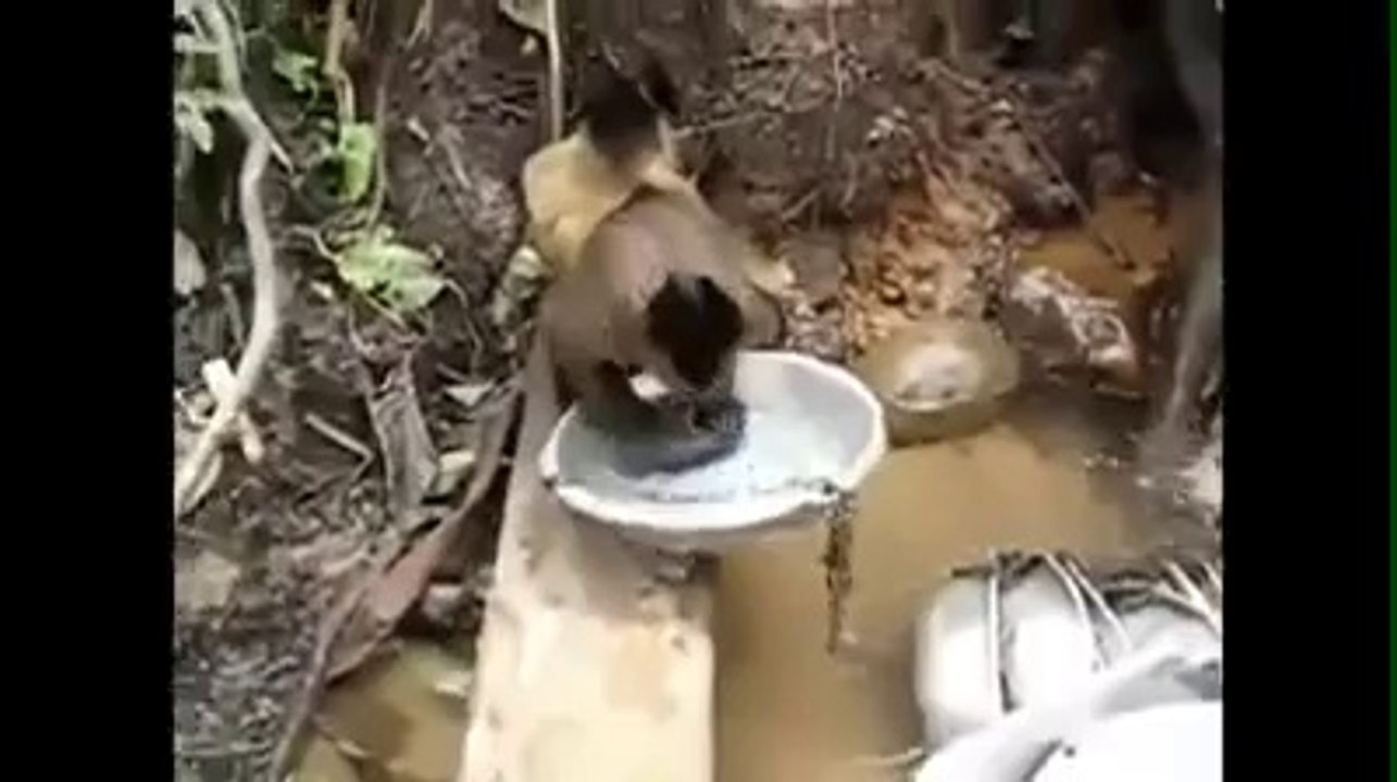 Funny Animals Behaving like Humans