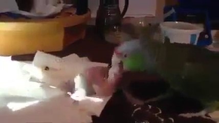 Papağan Yavrusunu Böyle Besliyor