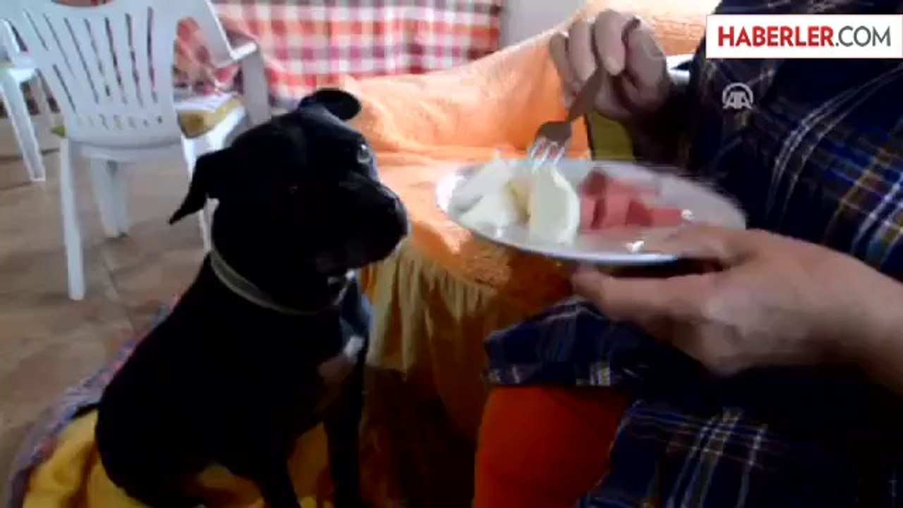 Gurbetçi Vatandaş Köpeğine Bakandan, Kira Almayacak