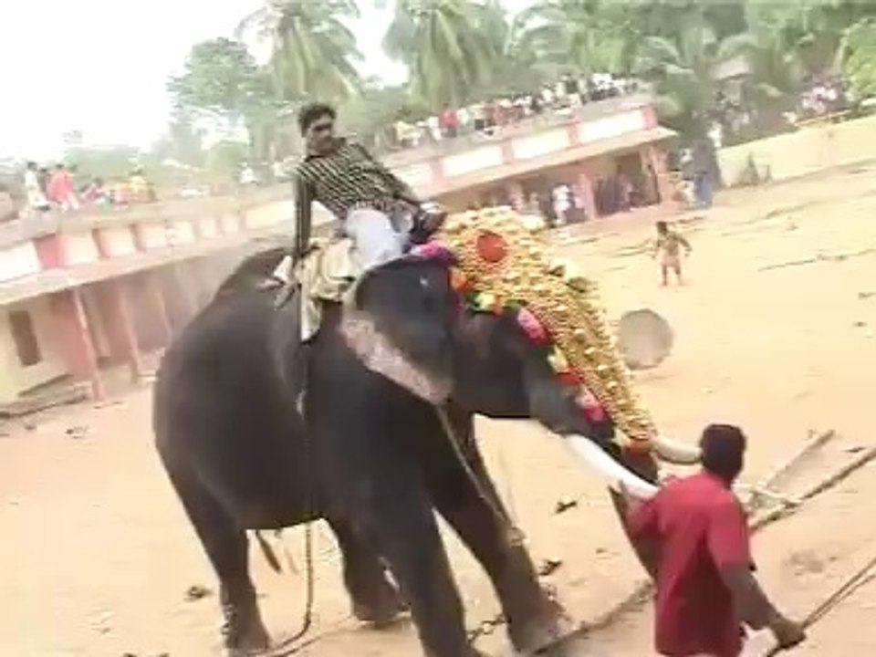 ELEPHANT GONE MAD.....