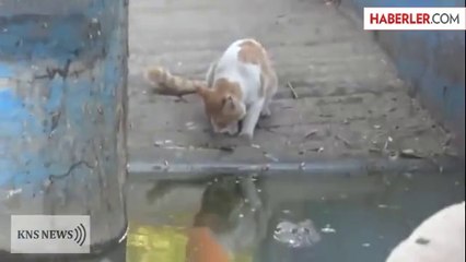 Aslan Yürekli Kedi Timsaha Pati Attı