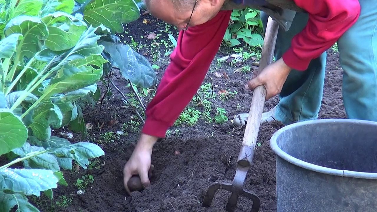 letzte Kartoffelernte