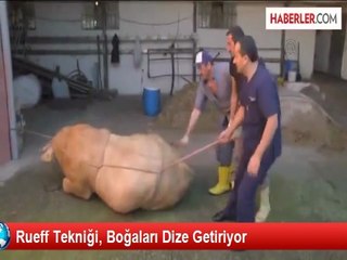 Rueff Tekniği, Boğaları Dize Getiriyor