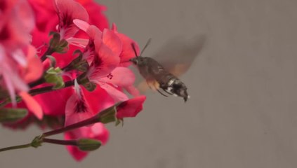 I.V.N.I Insecte Volant Non Identifié